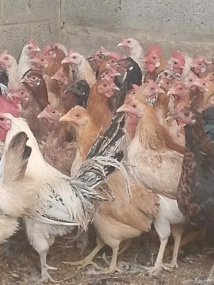 دجاج بلدي بياض العمر 9شهور خاليه من الأمراض 5