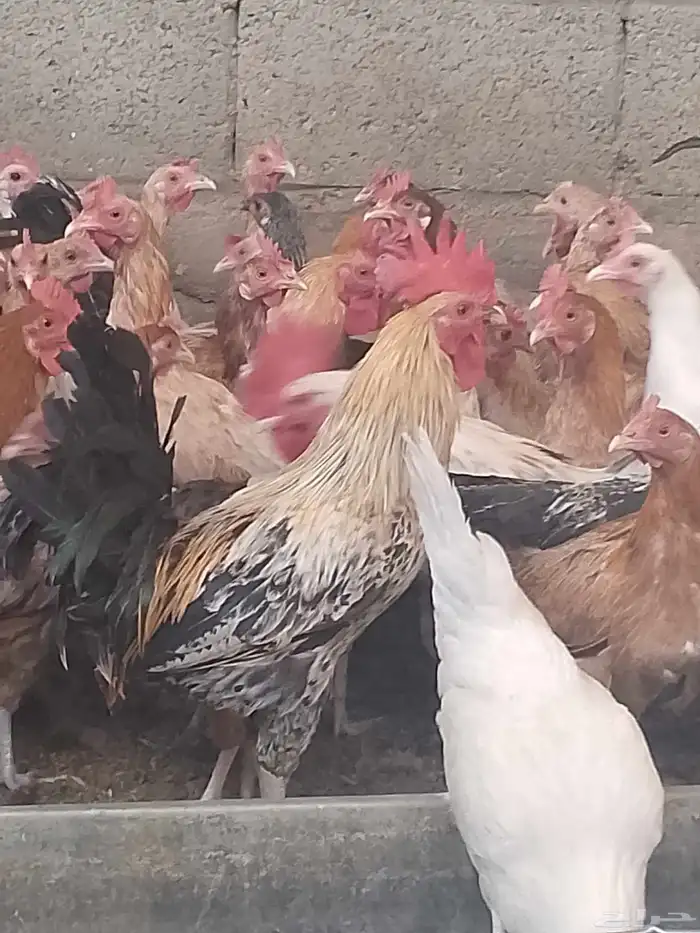 دجاج بلدي بياض العمر 9شهور خاليه من الأمراض 1