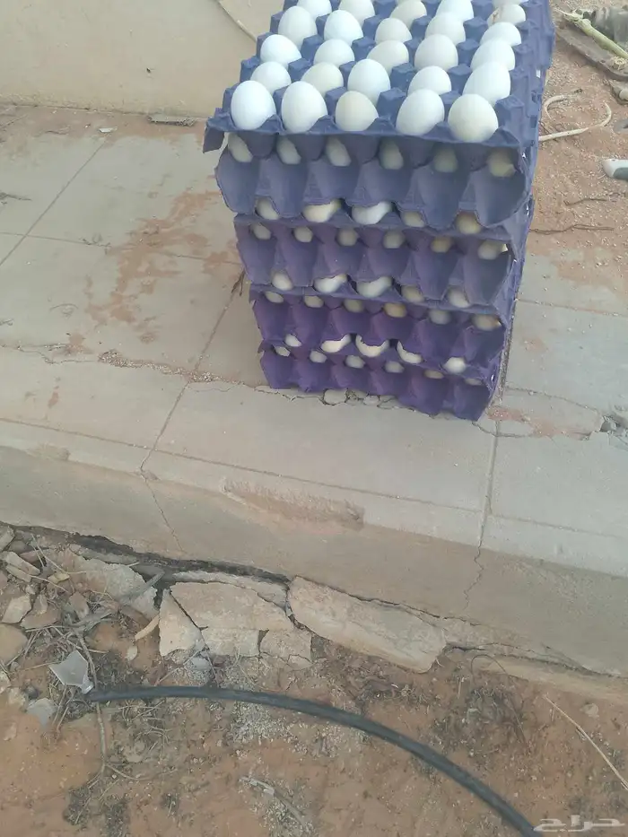 دجاج بلدي بياض العمر 9شهور خاليه من الأمراض 4