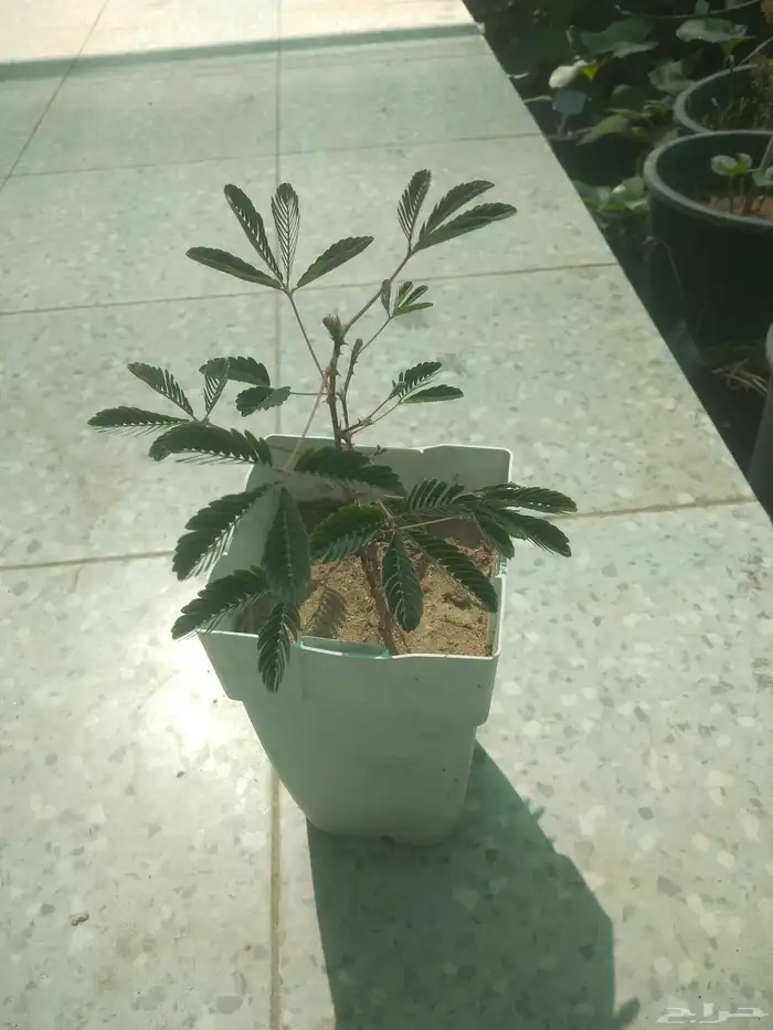 شتلات خجولة mimosa pudica او sensitive plant 9