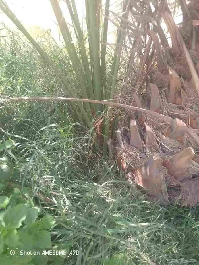فسايل فروخ نخل نقايل عربي ويوجد واشنطني 5