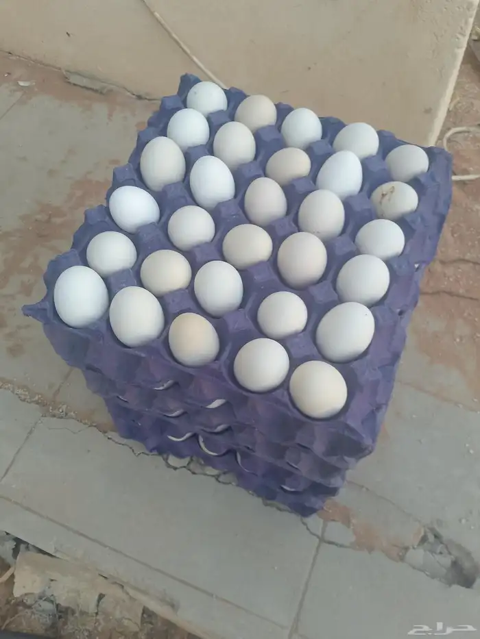 دجاج بلدي بياض العمر 9شهور خاليه من الأمراض 3