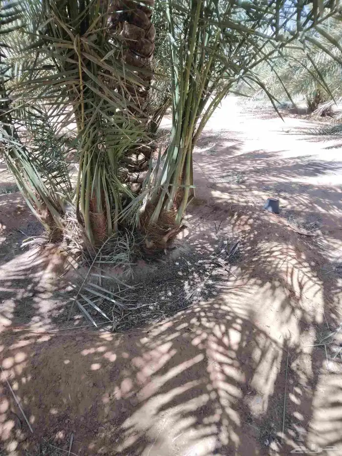 يوجد لدينا جميع انوع انخل عربي واشنطي 4