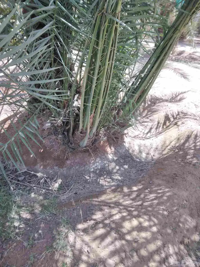 يوجد لدينا جميع انوع انخل عربي واشنطي 3