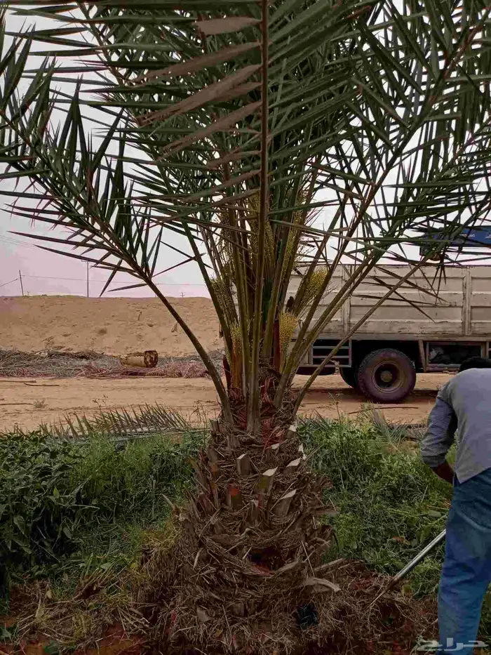 بيع نخل اخلاص سكري برحي صقعي مجدول نخيل فاخر 2