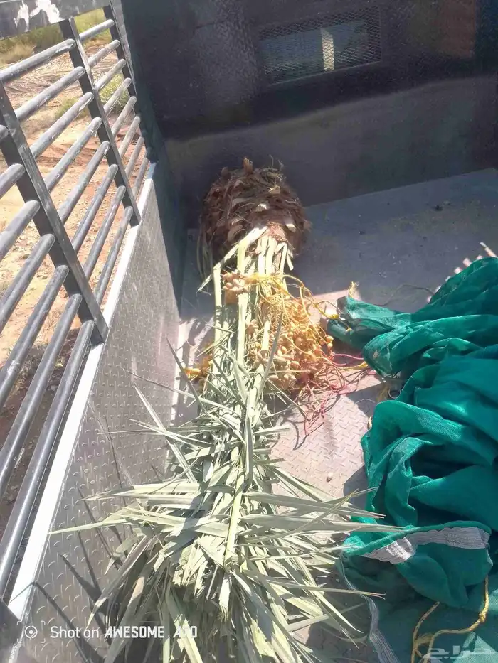 فسايل فروخ نخل نقايل عربي ويوجد واشنطني 1