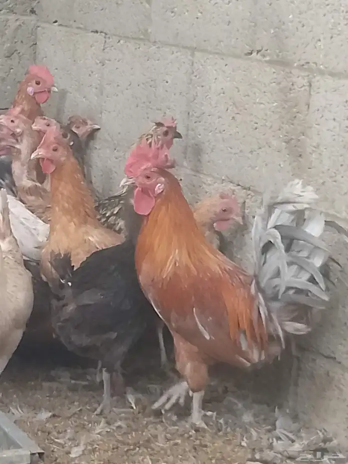 دجاج بلدي بياض العمر 9شهور خاليه من الأمراض 7