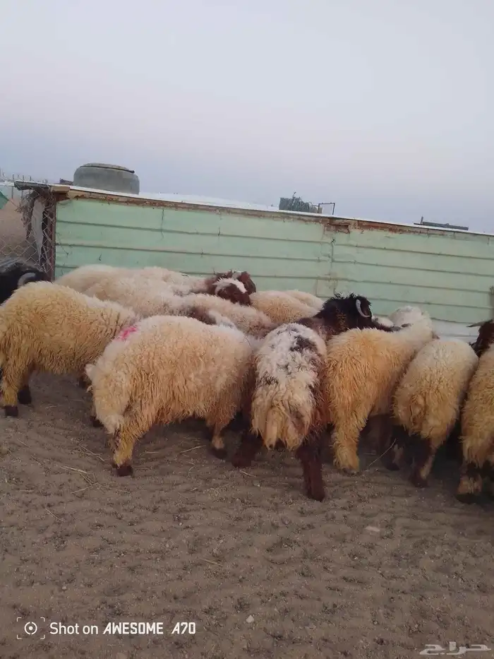 سامي للذبايح نعيم تمايم شيء فاخر 3