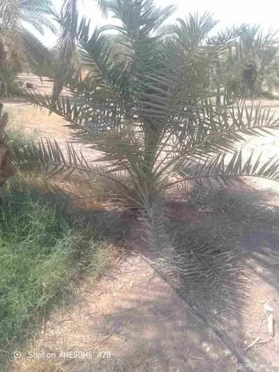فسايل فروخ نخل نقايل عربي ويوجد واشنطني index