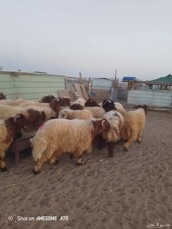 سامي للذبايح نعيم تمايم شيء فاخر 2