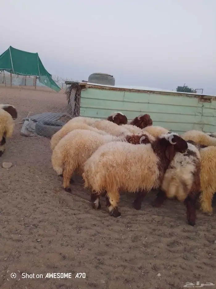 سامي للذبايح نعيم تمايم شيء فاخر 0