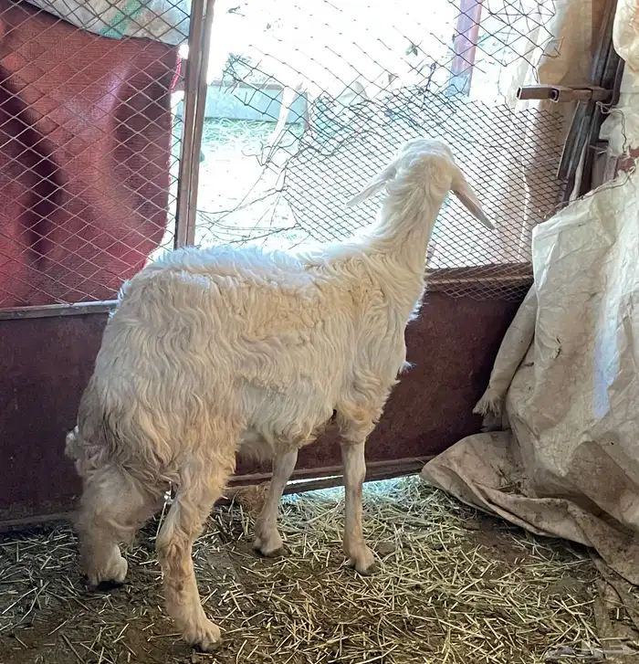 خروف كفو سنه جذع 0