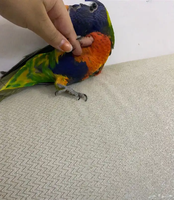 طير لوري ذكر هداد داخلي 0