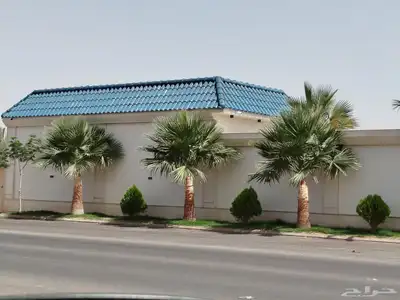 نخل واشنطني ونخل عربي وزيتون index