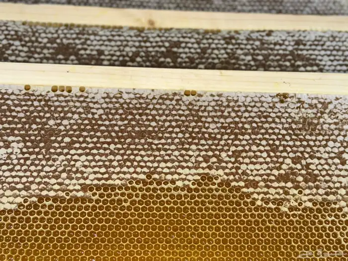 عسل سدر صافي وقرصان 4