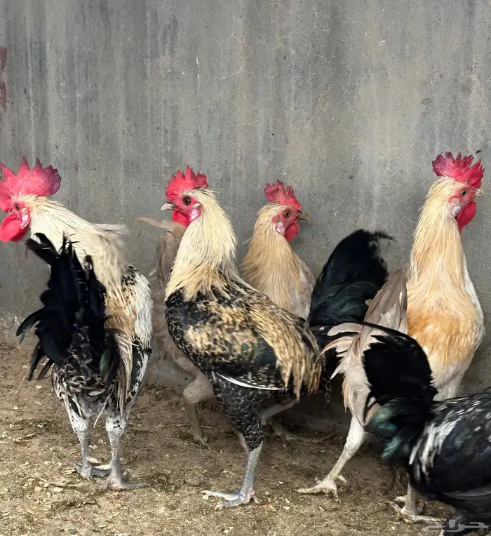 مجموعة دياكة للبيع   مشكلة ونظيفة 2