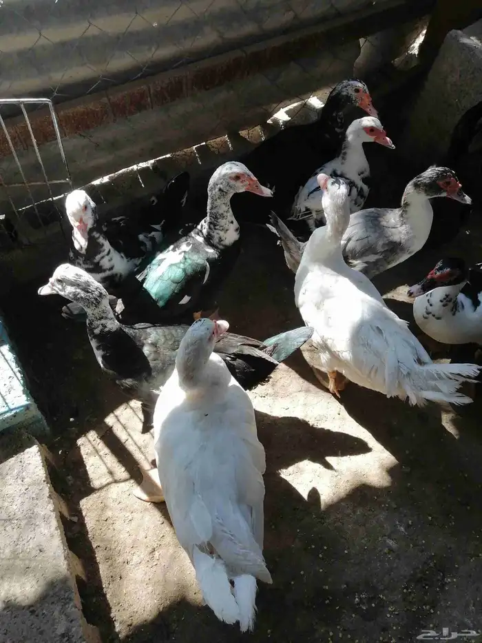 بط مصري جوز الاناثي 80 0