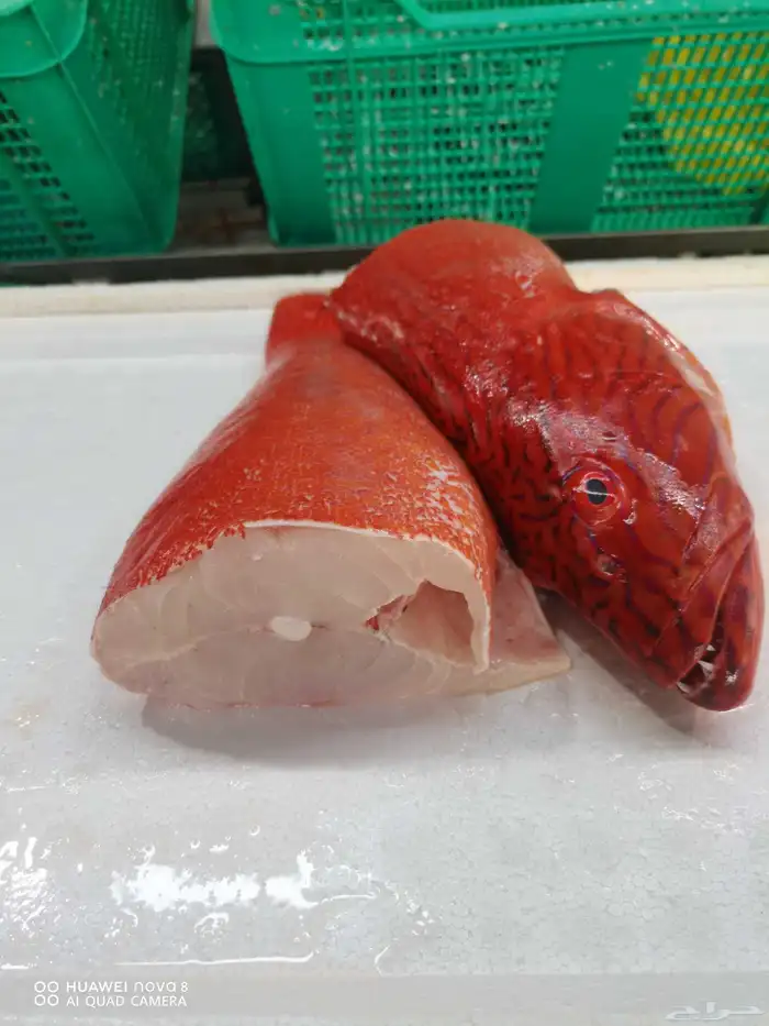 اسماك طازجة 11