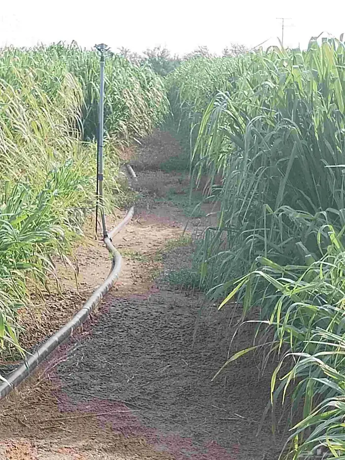 قصب بنويكام للبيع 1