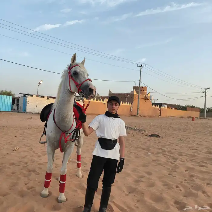 فرس واهو شيخه 2