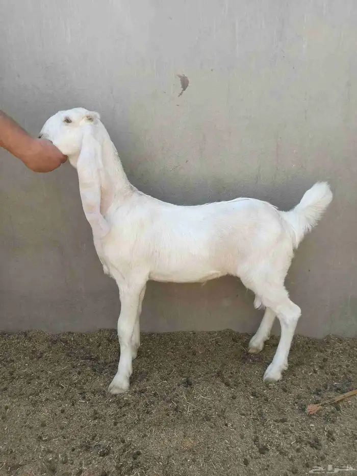 جفره بيضاء جرم فاخر ماشاء الله 1