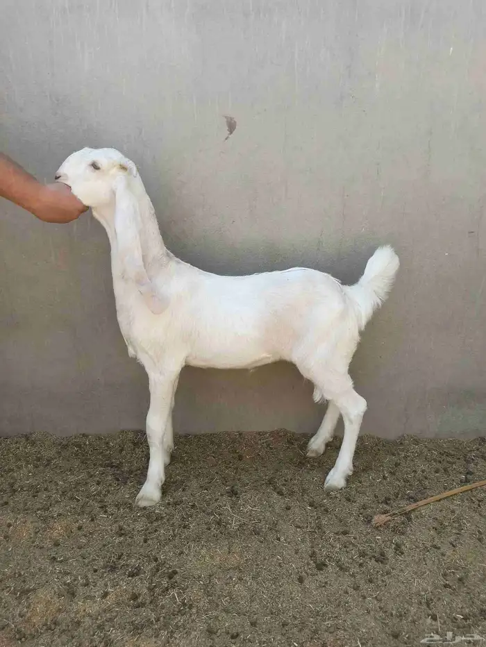 جفره بيضاء جرم فاخر ماشاء الله 0