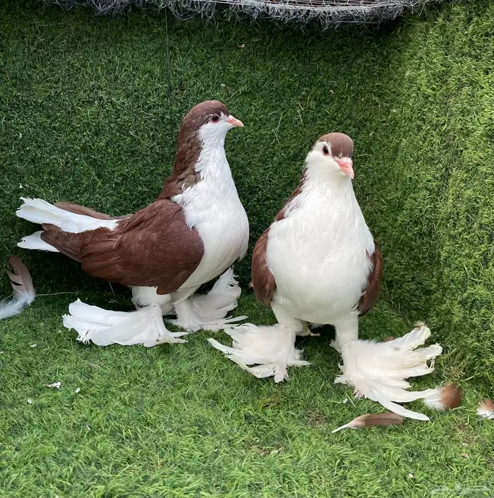 حمام شيرازي 3