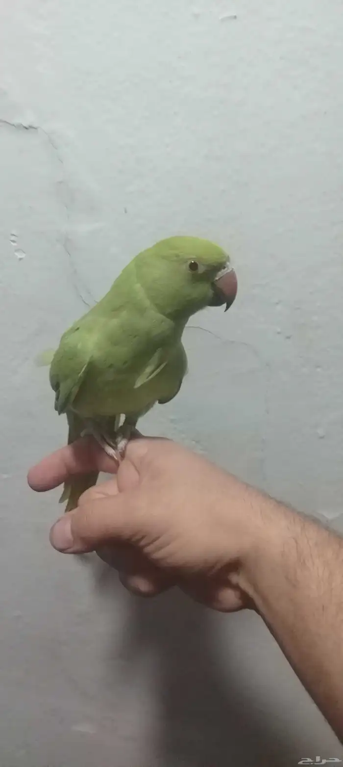 السلام عليكم ورحمه الله انثى ذره هندي وليفه 1