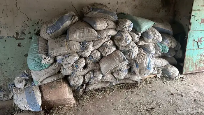 تمر حشف للبيع 50 كيس 0