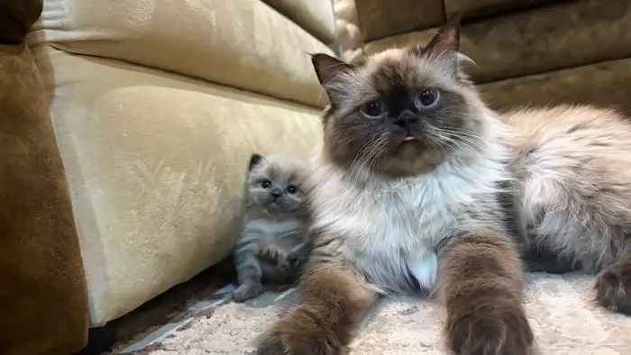 هجين سكوتش وهملايا 12