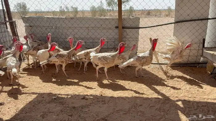 ديوك رومي 1
