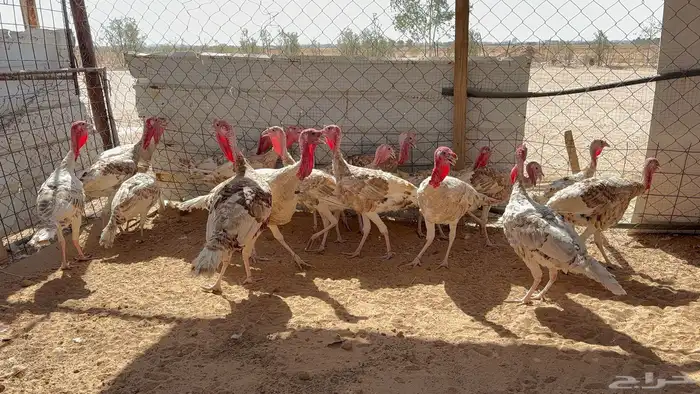 ديوك رومي 2