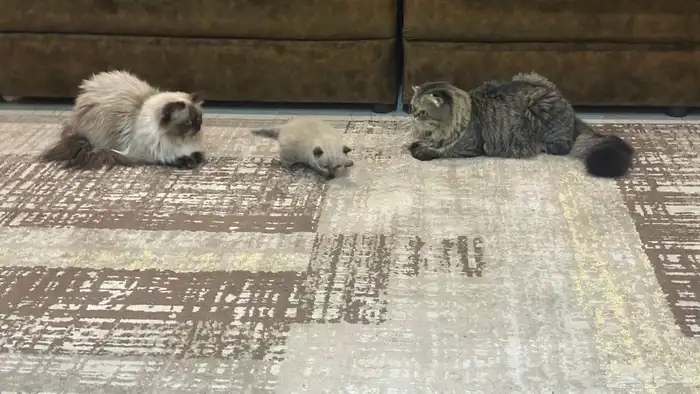 هجين سكوتش وهملايا 7