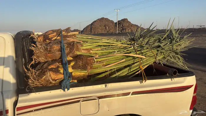 18 حبه فسائل برحي للبيع مستعجل متواجده في نجران 0