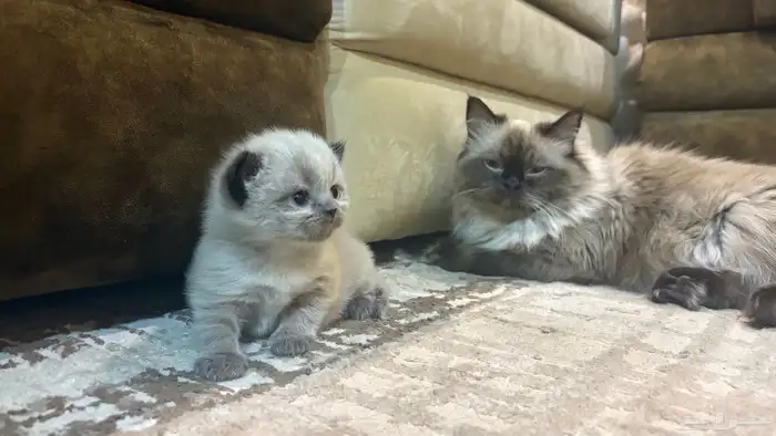 هجين سكوتش وهملايا 11