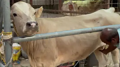 بقره دنماركيه لقاح index