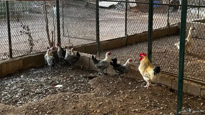 دجاج فيومي 1