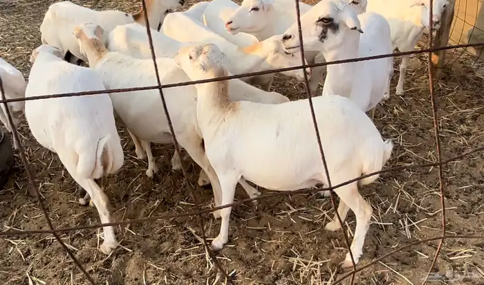 غنم رفيديات طيبات بالحيل خلفات ودفيع من طلي حري فاخر. 3