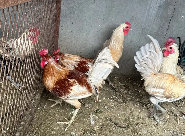 مجموعة دياكة للبيع   مشكلة ونظيفة 0