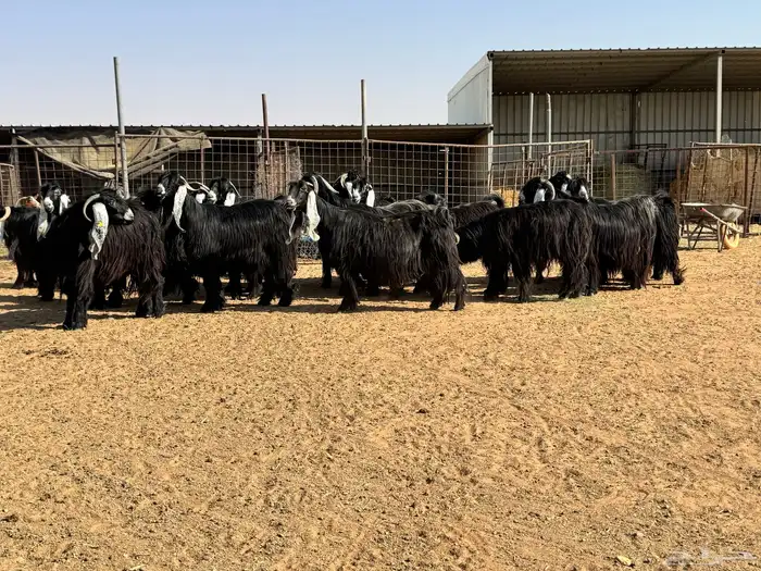 ماعز عوارض صنف الصنف تبارك الرحمن 11