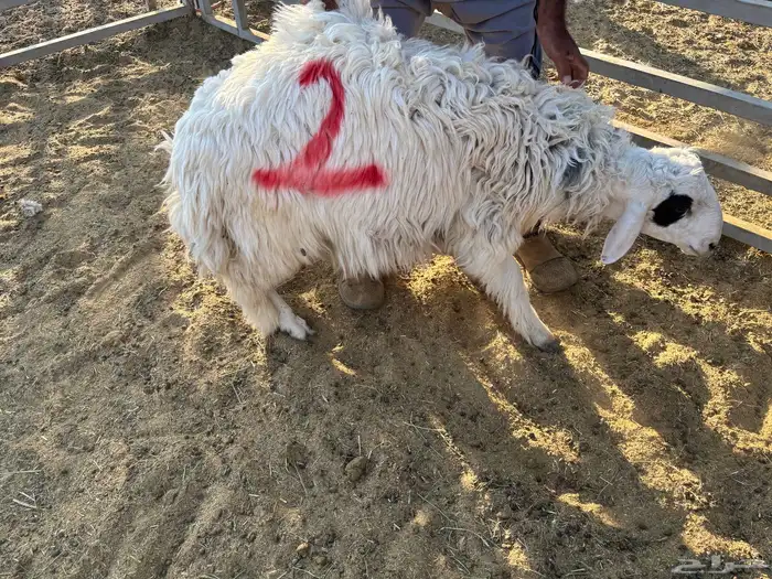 طليان مقفله 4