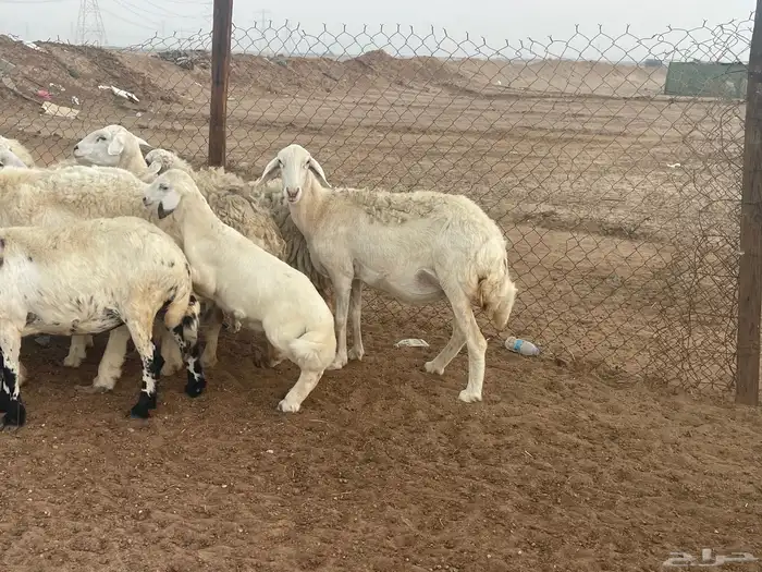 غنم حريات مراح واحد شي فاخر غنم منوة القاني 22