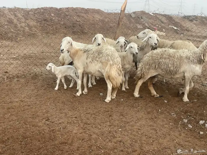 غنم حريات مراح واحد شي فاخر غنم منوة القاني 14
