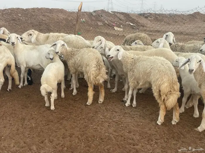 غنم حريات مراح واحد شي فاخر غنم منوة القاني 11
