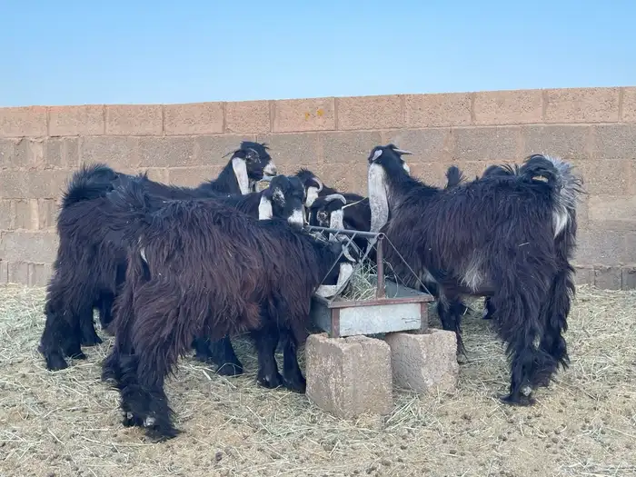 تيوس عوارض 6