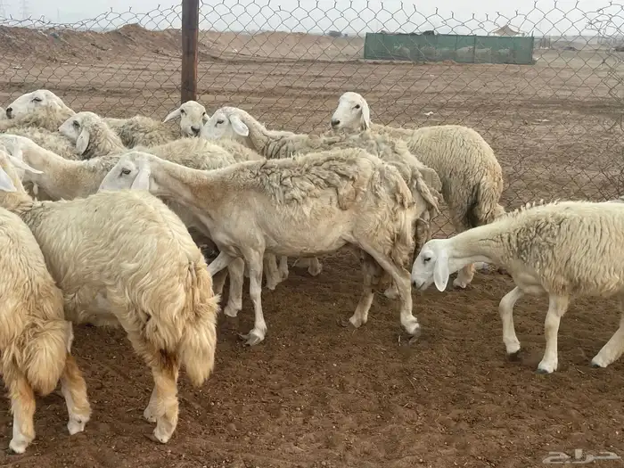 غنم حريات مراح واحد شي فاخر غنم منوة القاني 2