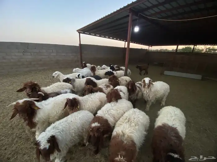 30 راس نعيمي 3