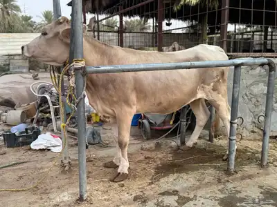 بقره دنماركيه لقاح index