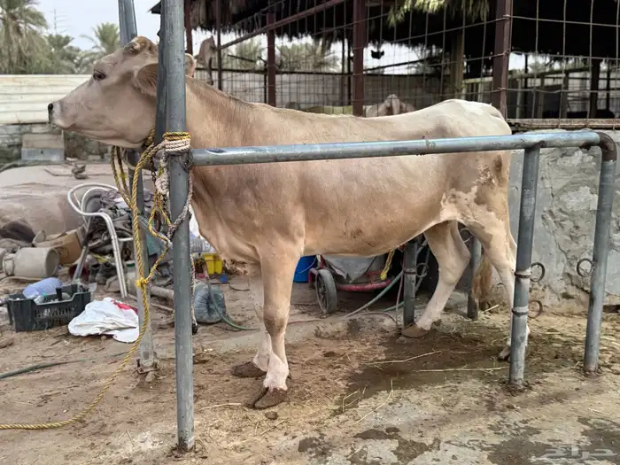 بقره دنماركيه لقاح 3
