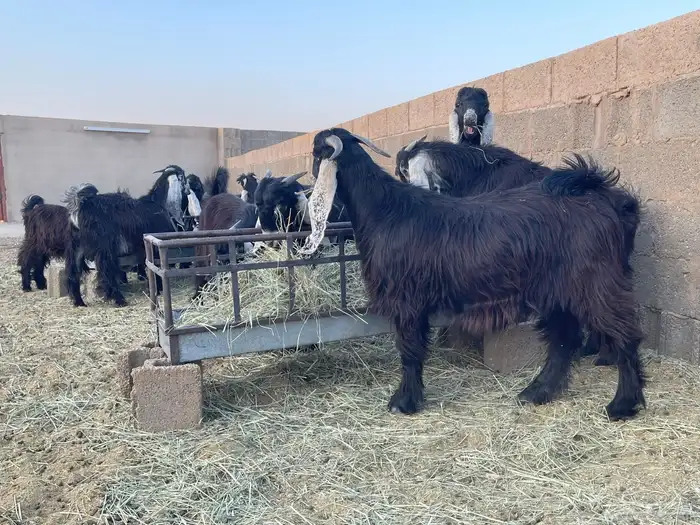 تيوس عوارض 7